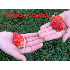 Fraises Et Cerises