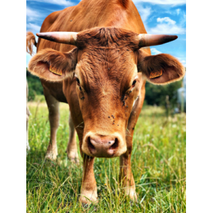 Gaec La Faviere Enchantee