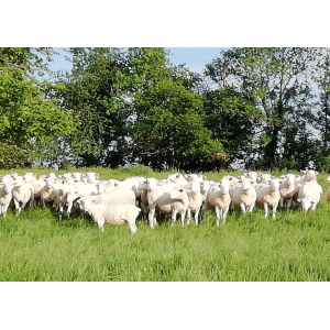 Gaec Miseré-lambert