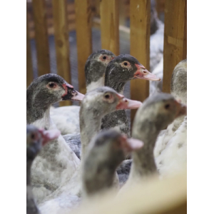 La Ferme De Truchevent