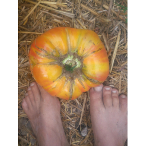 La Paysannerie Des Saules