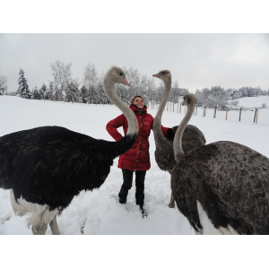 Le Mont Des Autruches