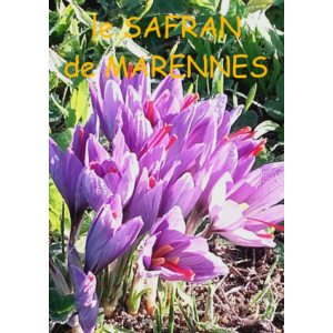 Le Safran De Marennes