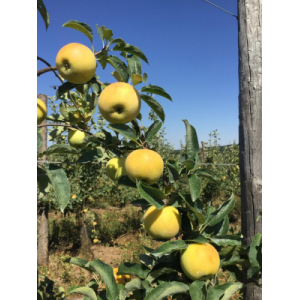 Le Verger Des Roches