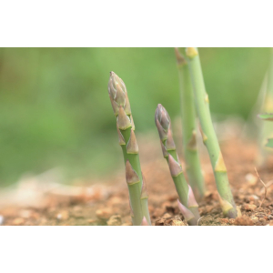 Les Asperges Du Terrier