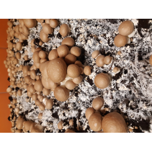 Les Champignons De La Sarthe