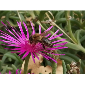 Les Délices De Léa