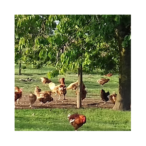 Les Volailles De La Blottière