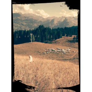 Gaec La Bergerie Des Pachords