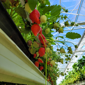 Sarl Jardin Du Père Guyot