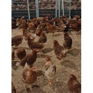 Vaness Et Ses Glousseuses