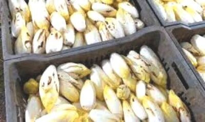 Endives pleine terre, octeville