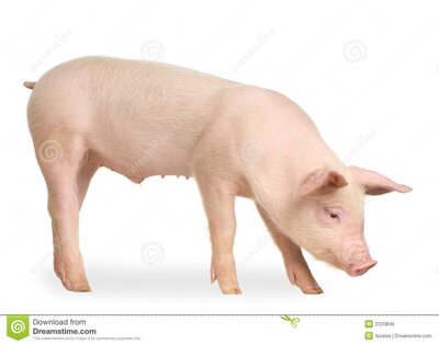 Porc, colis surgelé - 2kg