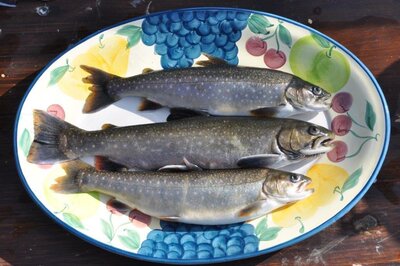 Omble chevalier 300g