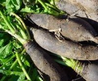 Navet noir long de caluire