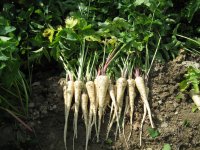 Panais 1kg, octeville