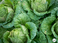 Choux vert frisé