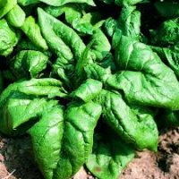 Epinard geant d'hiver