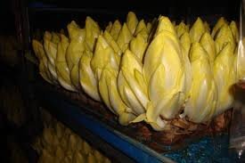Endive de witloof-500g