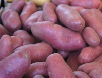 Pomme de terre cherie ou charlot