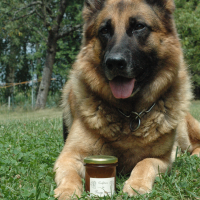 Confiture extra: prune jaune sauvage