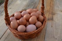 Oeufs x 6 conversion bio