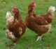 Poule  - image 2