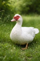 Canard de barbarie découpé 3kg