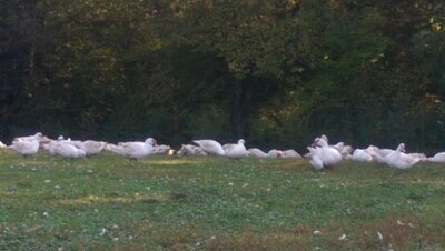 Canard de barbarie  3kg