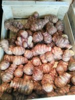 Topinambour, 0.5 kg, octeville sur mer