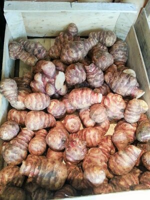 Topinambour, 0.5 kg, octeville sur mer