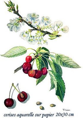 Confiture de cerise