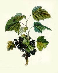 Gelée de cassis