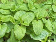 Sirop de mélisse