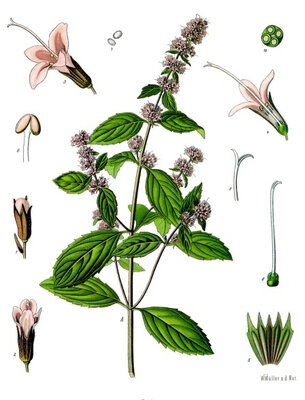Sirop de menthe verte
