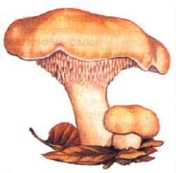 Pieds de mouton au vinaigre