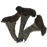 Trompettes de la mort séchées