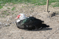 Canard