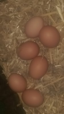 Lot de 6 petits oeufs de poule en plein air.