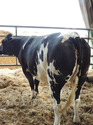 Colis viande de génisse de 3 ans croisée bleu blanc belge