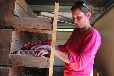 Oeufs de poules, plein air sans ogm,