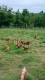 Oeufs de poules, plein air sans ogm, - image 6