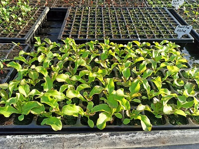 6 plant de salade