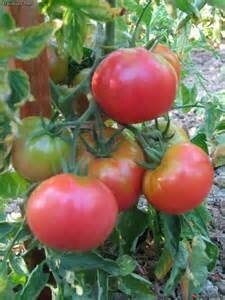 Plant de tomate rose de berne