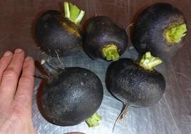 Radis noirs bio 500g
