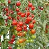 Tomate cerise pepe