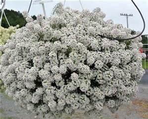 Lobularia