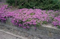 Phlox etoile