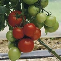 Plant de tomate monfavet