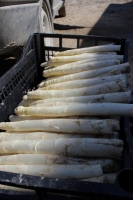 Tête d’asperges